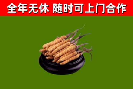 化州市烟酒回收冬虫夏草.jpg